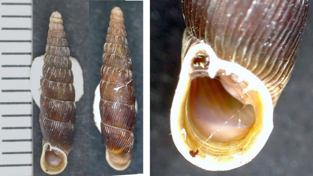 Macrogastra plicatula apennina?